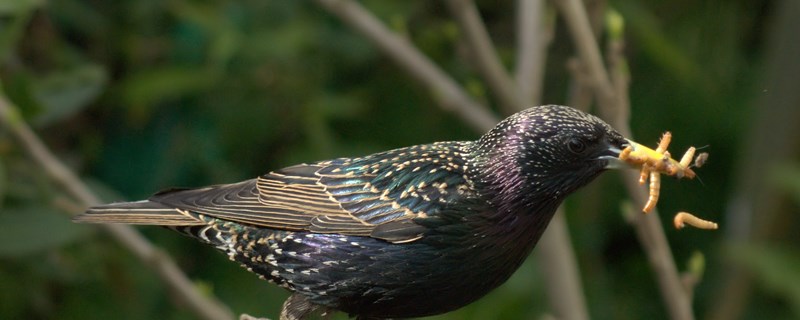 What should I do if my Bird Bird pulls white thin shit?