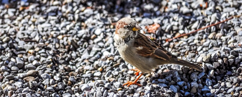 A few eggs under the sparrow nest