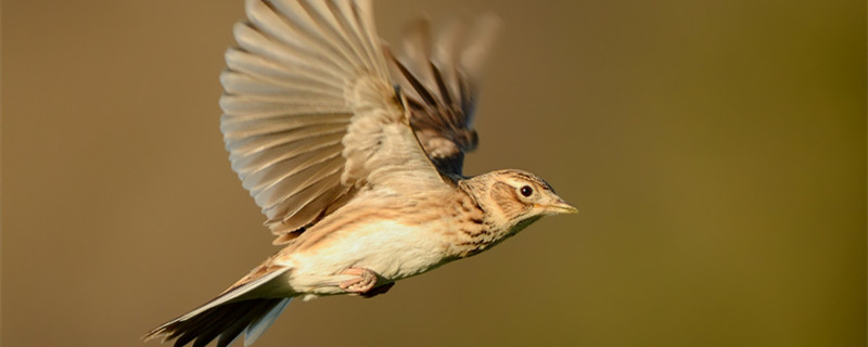 How to make the Belled Birds not afraid of people