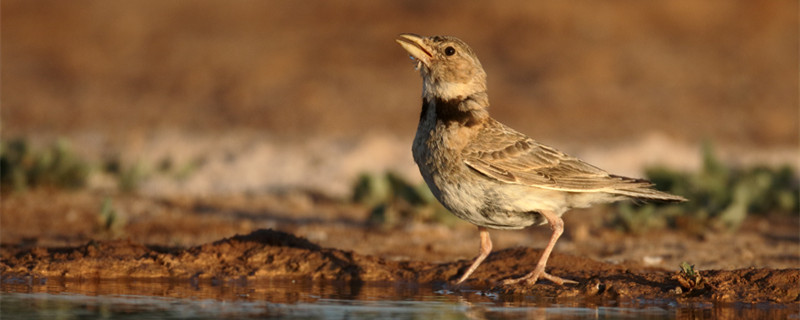 Will the Belled Bird Fly