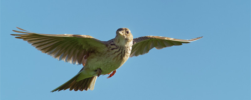 Will the Belled Bird speak