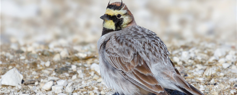 Belled bird is called a year for a year for a year