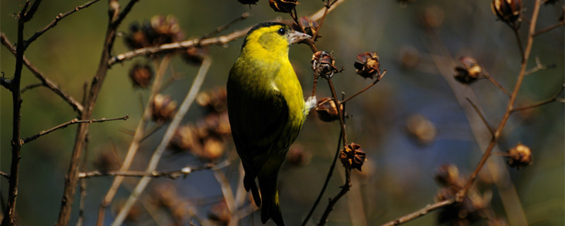The yellow bird likes a round cage or a square cage