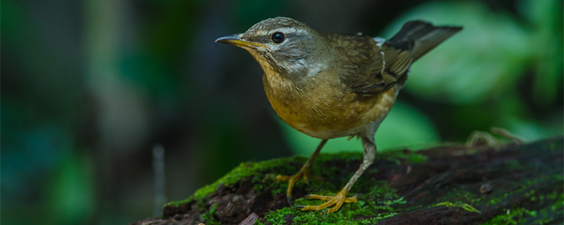 What bugs to eat for thrush birds are best