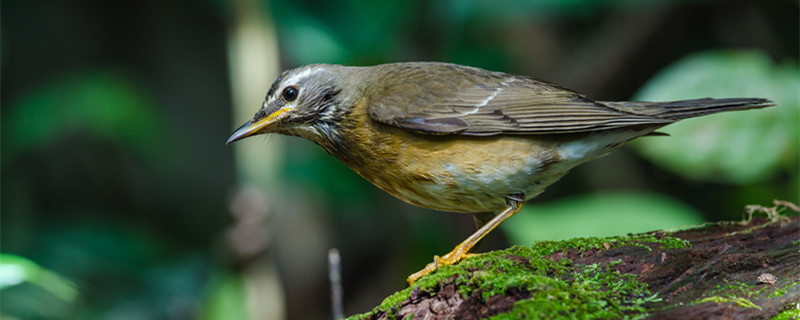What food does thrush bird eat?