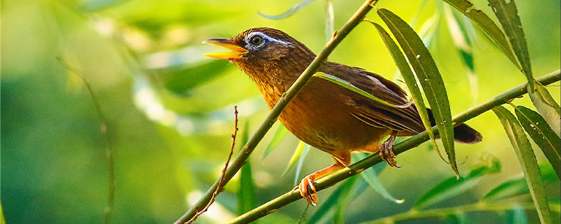 What to eat for thrush birds to get fat and get fat quickly