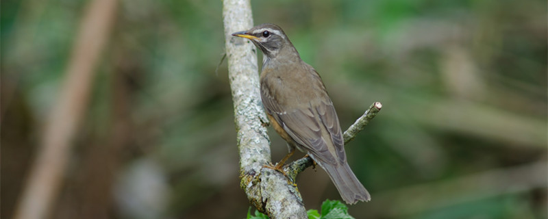 Can the eyebrow bird be placed outdoors in winter?