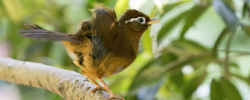 How many years can I live in thrush birds