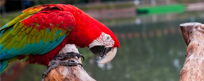 How to raise ordinary parrots
