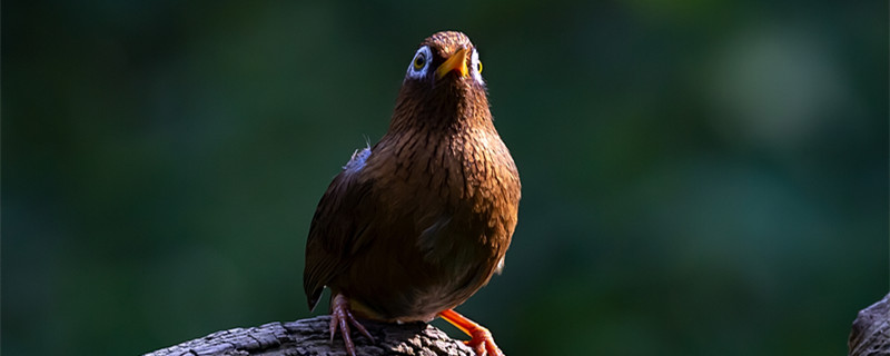 How to take the thrush bird to take the cage fast