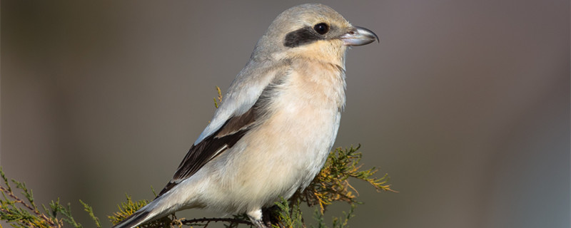 Why does the Boile Bird want to support it