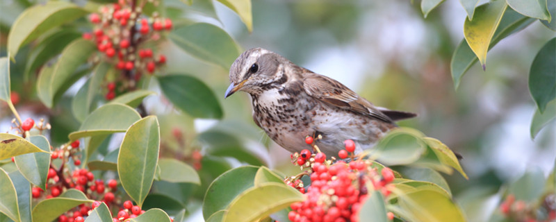How about the thrush bird?