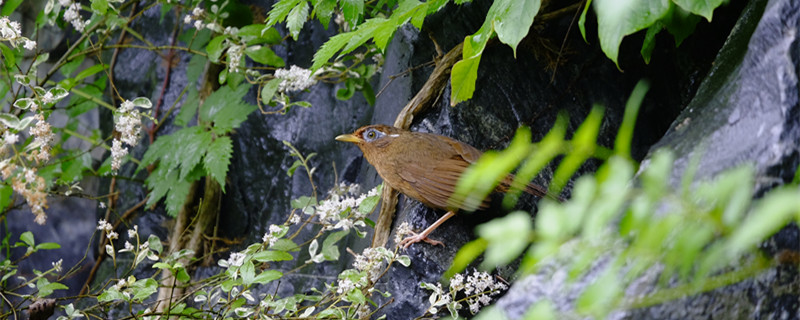 What feed to eat during the period of thrush and birds is better