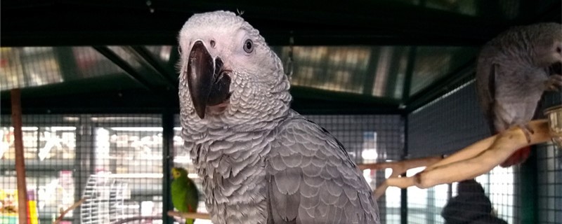 Will the parrot fly away? Will you meet your home?