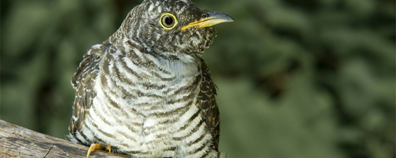 Is the cuckoo bird a cloth bird?