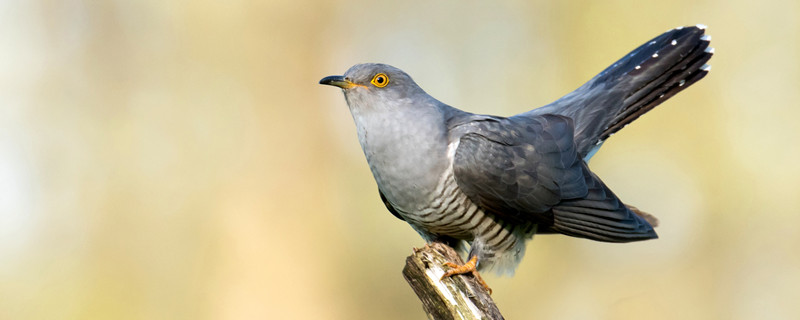Why don't cuckoo birds do nests