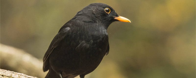 Does the black bird recognize the owner?