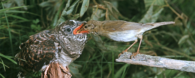 How many kinds of cuckoo birds