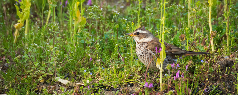 Why is thrush bird called thrush bird