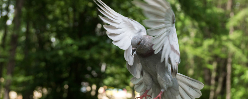 Pigeon Division Mother's Method Encyclopedia