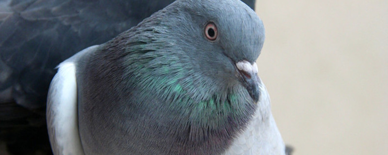 Pigeon breeding method