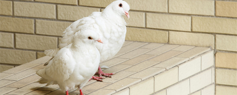 How can pigeons be raised so that they will not fly away