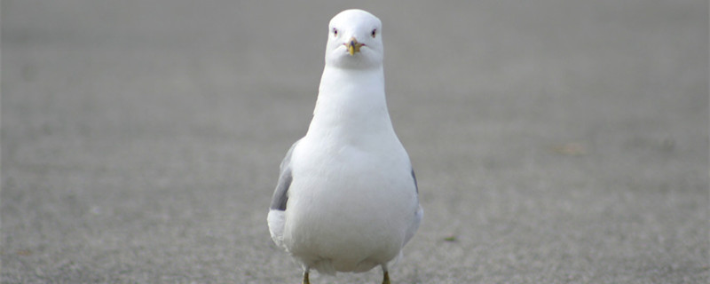 How to let the pigeons get eggs quickly