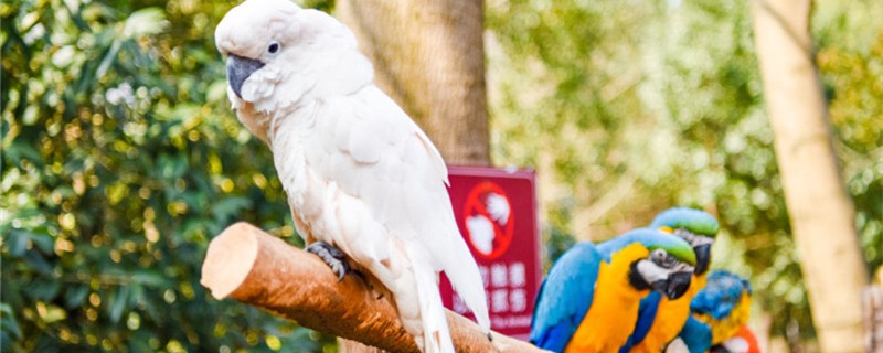 Will it revenge after hitting a parrot?