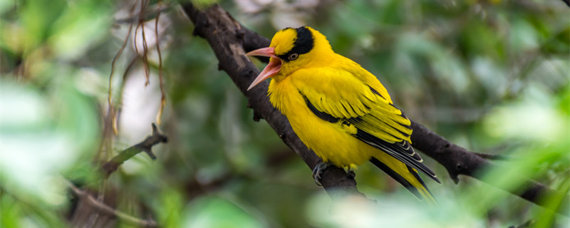 What to eat for the Yellow Birds