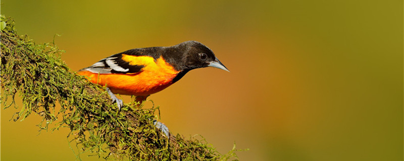 Can Yellow Birds be familiar with?