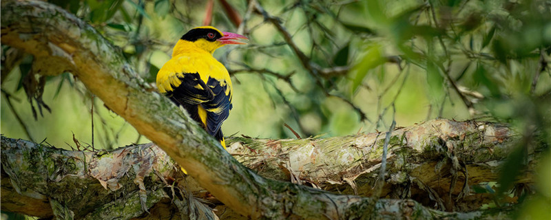 How to open food for wild yellow bird