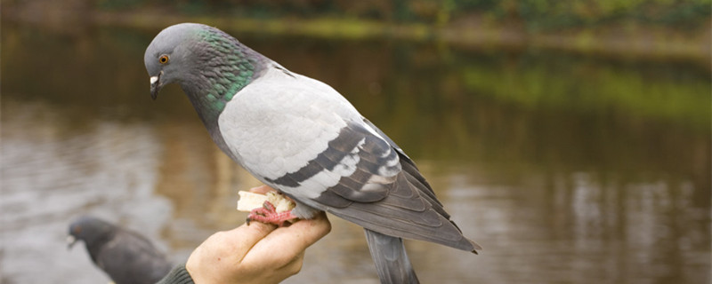 Do pigeons eat rice?
