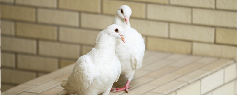 What feed to eat in the pigeon changing feathers