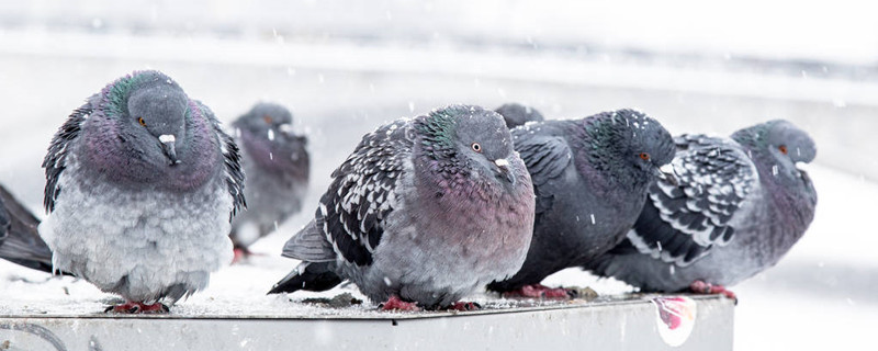 How to train pigeons