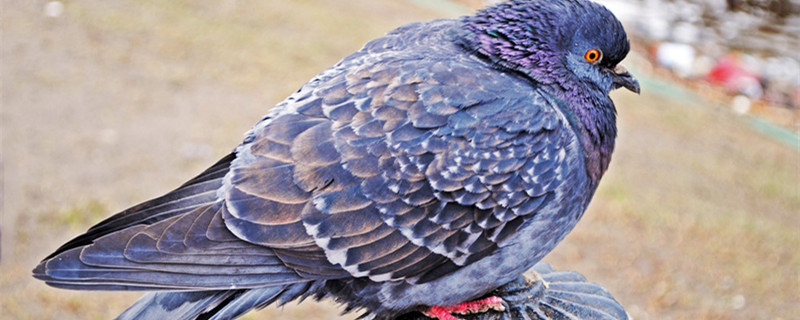 Is the pigeon bold?