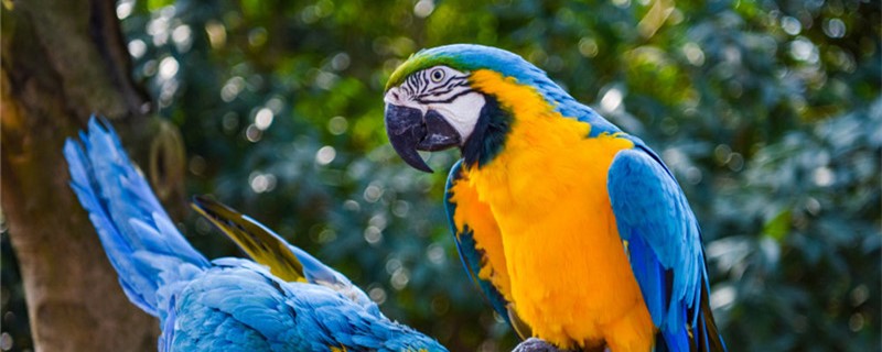 How to take care of the parrot's egg