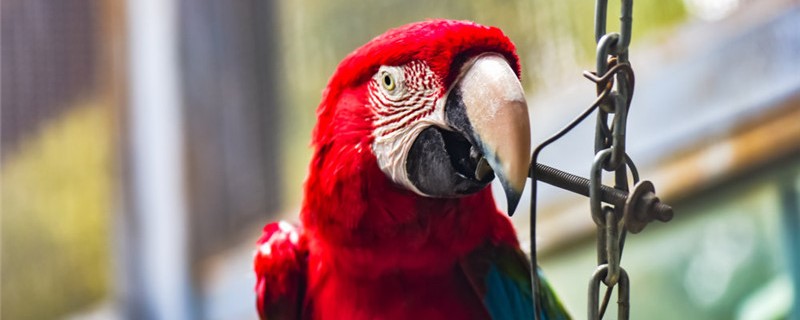 How to save the parrot that is about to die