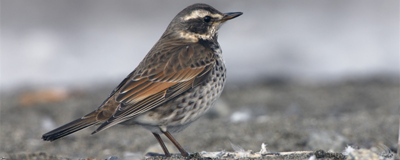 What is a thrush bird like a good bird