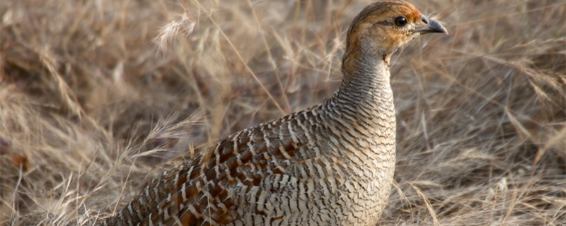 The difference between 别 and quail