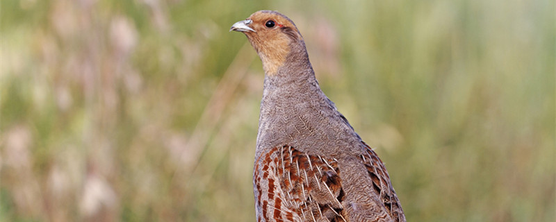 Is it a pigeon?