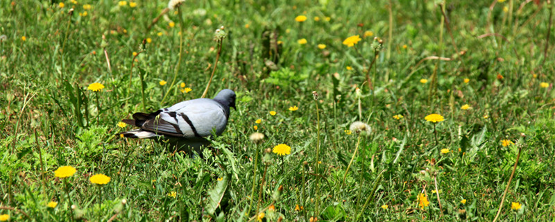 How long does the pigeon change the egg to get eggs?
