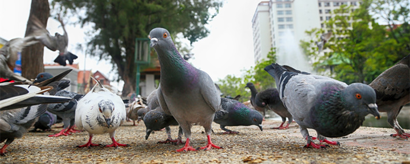 How long is the pigeon's egg?