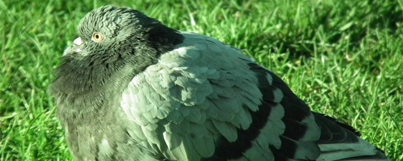 What should I pay attention to when the pigeon is egg