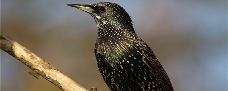Bird Bird has young birds in the past few months