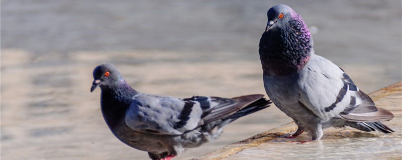 What does the pigeon dose of light mean?