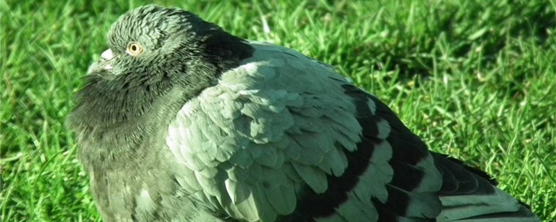 How to raise pigeons