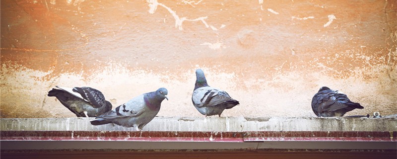 What foods do pigeons eat, strong, strong and fat
