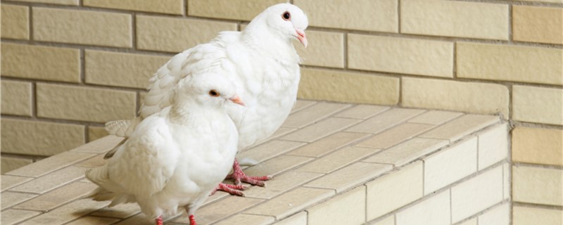 Pigeon is still cooked rice