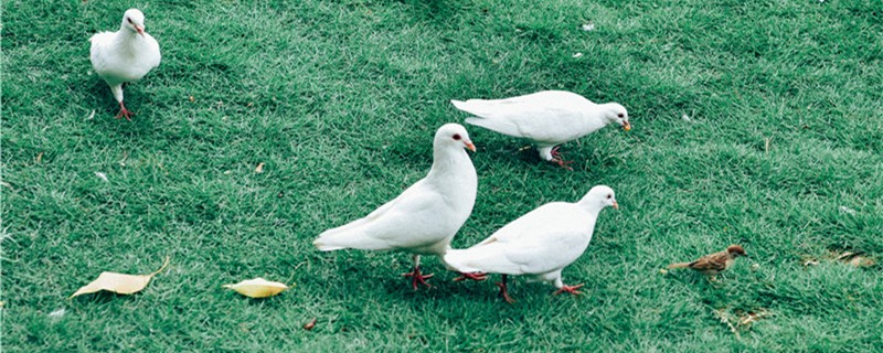 What causes the pigeon red nose