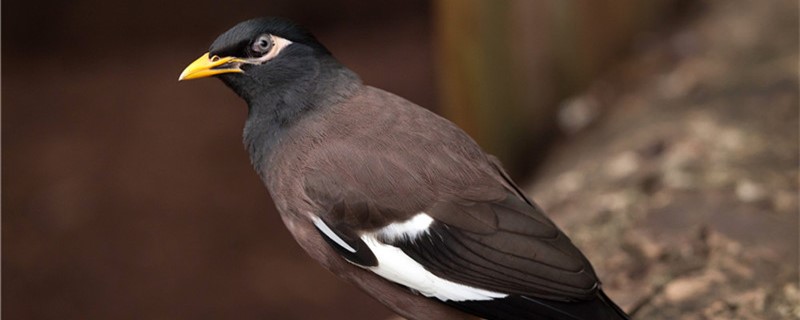 How many years are the life span of the Bird Bird